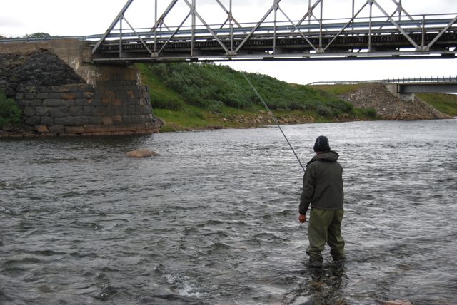 Dansende opphengerflue frister laksen i Komagelva